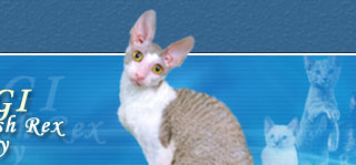 "TIDGI"-elite Cornish Rex cattery